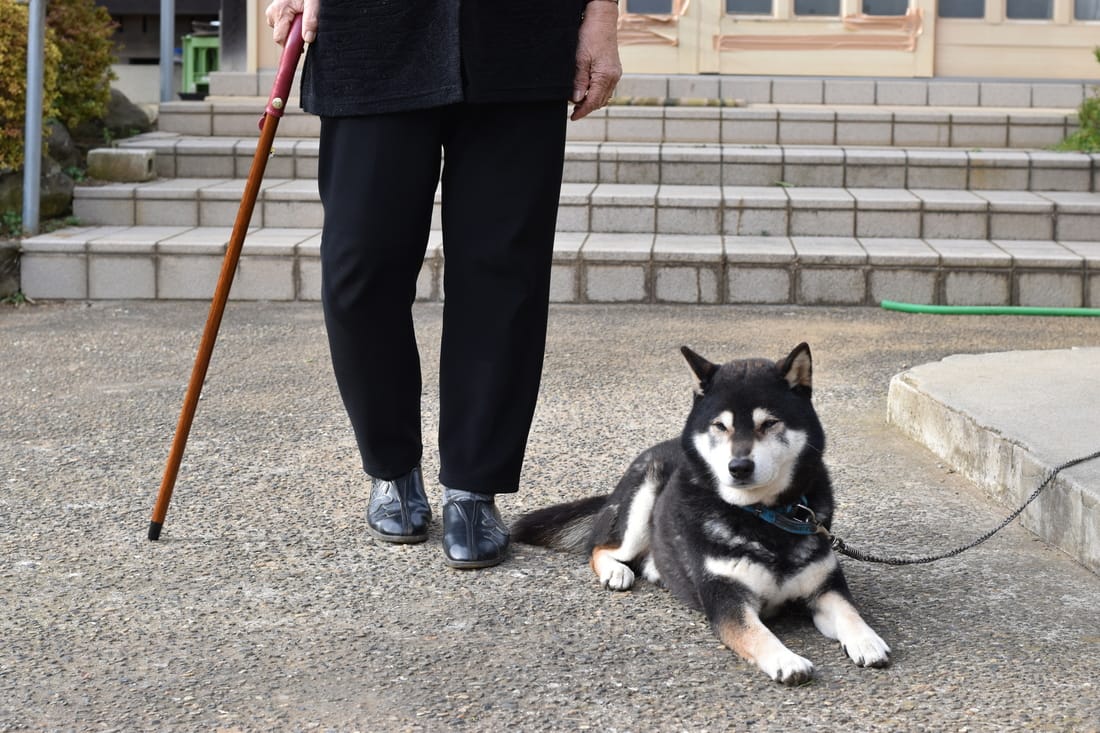 杖屋を見送る名犬太郎ちゃん。